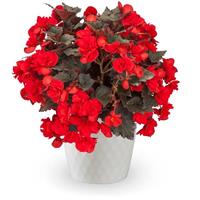 Adora Velvet Red Begonia