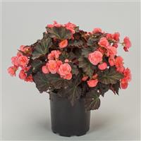 Adora Satin Rose Begonia