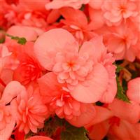 Adora Emerald Salmon Begonia