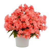 Adora Emerald Salmon Begonia