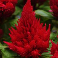 Ice Cream Cherry Celosia