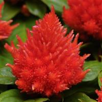 Ice Cream Orange Celosia