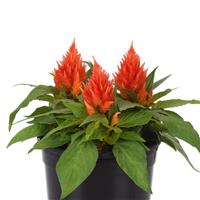 Ice Cream Orange Celosia