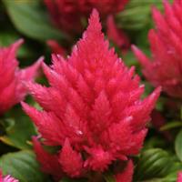 Ice Cream Pink Celosia
