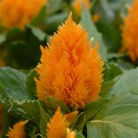 Ice Cream Yellow Celosia