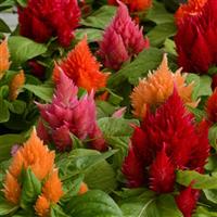 Ice Cream Mixture Celosia