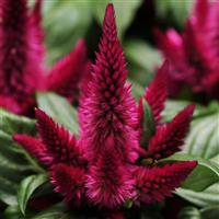 Kosmo Cherry Celosia