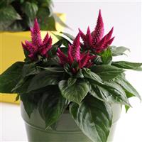 Kosmo Cherry Celosia
