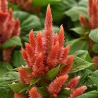Kosmo Orange Celosia