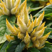 Kosmo Yellow Celosia
