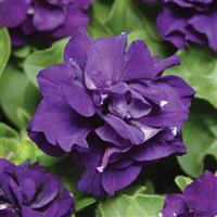 Duo Blue Double Petunia