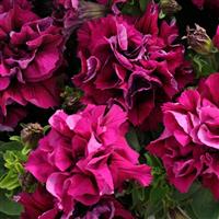 Duo Burgundy Double Petunia