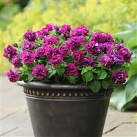 Duo Burgundy Double Petunia