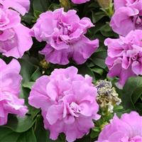 Duo Lavender Double Petunia