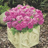 Duo Lavender Double Petunia