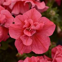 Duo Salmon Double Petunia