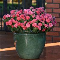 Duo Salmon Double Petunia