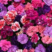 Duo Mixture Double Petunia