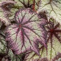 Space Age Europa Begonia