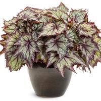 Space Age Europa Begonia