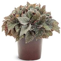Space Age Triton Begonia
