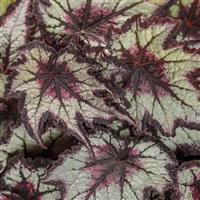 Space Age Black Hole Begonia