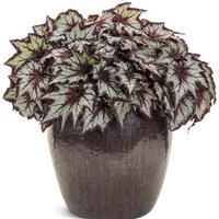 Space Age Black Hole Begonia