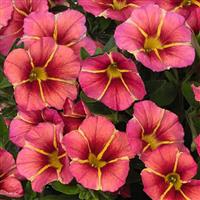 Tik Tok Apricot Calibrachoa