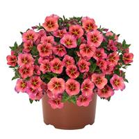 Tik Tok Apricot Calibrachoa