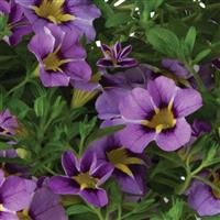 Tik Tok Sky Blue Calibrachoa