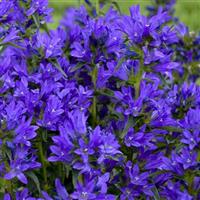 Campanula Bells and Whistles