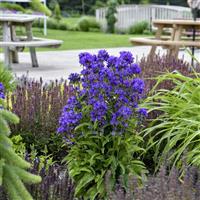 Campanula Bells and Whistles