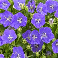 Campanula Mini Marvels Midnight