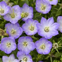 Campanula Mini Marvels Twilight