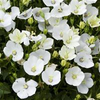 Campanula Mini Marvels Starbright