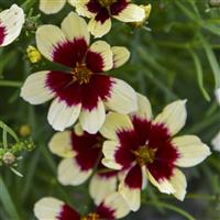 Coreopsis Designer Threads Creamy Calico