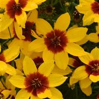 Coreopsis Designer Threads Golden Needles