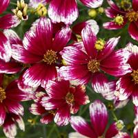 Coreopsis Designer Threads Heartstrings