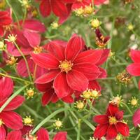 Coreopsis Designer Threads Scarlet Ribbons