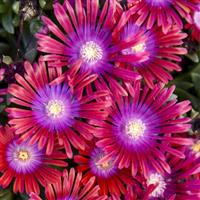 Delosperma Kaleidoscope Razzle Dazzle