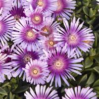 Delosperma Kaleidoscope Pink Radiance