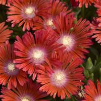 Delosperma Kaleidoscope Dancing Embers