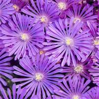 Delosperma Kaleidoscope Orchid Flash