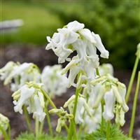 Dicentra White Diamonds