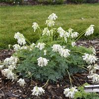 Dicentra White Diamonds