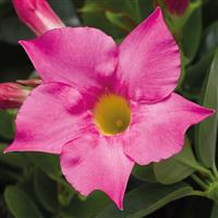 Madinia Petite Pink Dipladenia