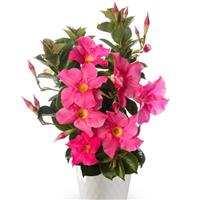 Madinia Petite Pink Dipladenia