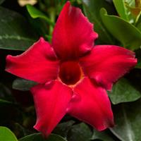 Madinia Petite Red Dipladenia