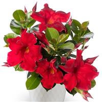 Madinia Petite Red Dipladenia