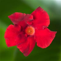 Madinia Petite Deep Red Dipladenia